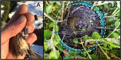 Indirect effects of urbanization: consequences of increased aggression in an urban male songbird for mates and offspring